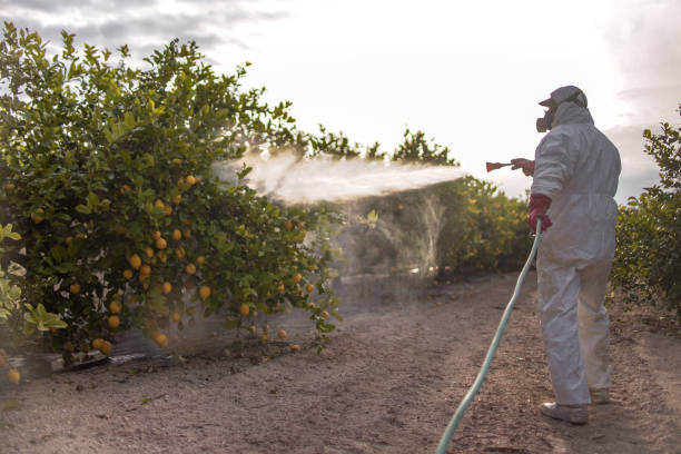 Best Fumigation Services  in Hesperia, CA